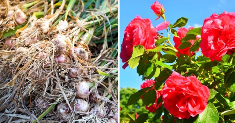 7 Companion Plants You Should Always Grow Together