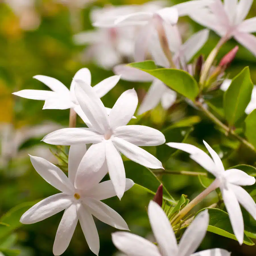 10 Plants That Attract Positive Energy and Make you Feel Happier