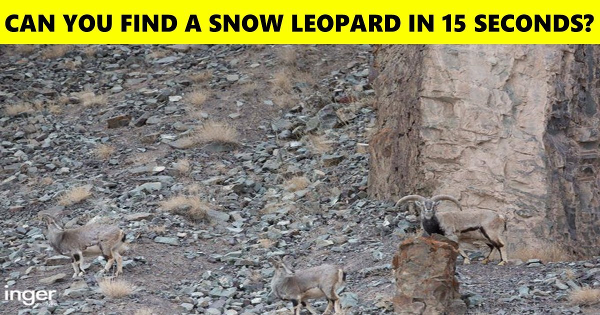 A Man With An Eagle’s Eye Did It In No Time! Did You Spot The Snow Leopard Hidden In The Picture The Moment You Laid Your Eyes On It?