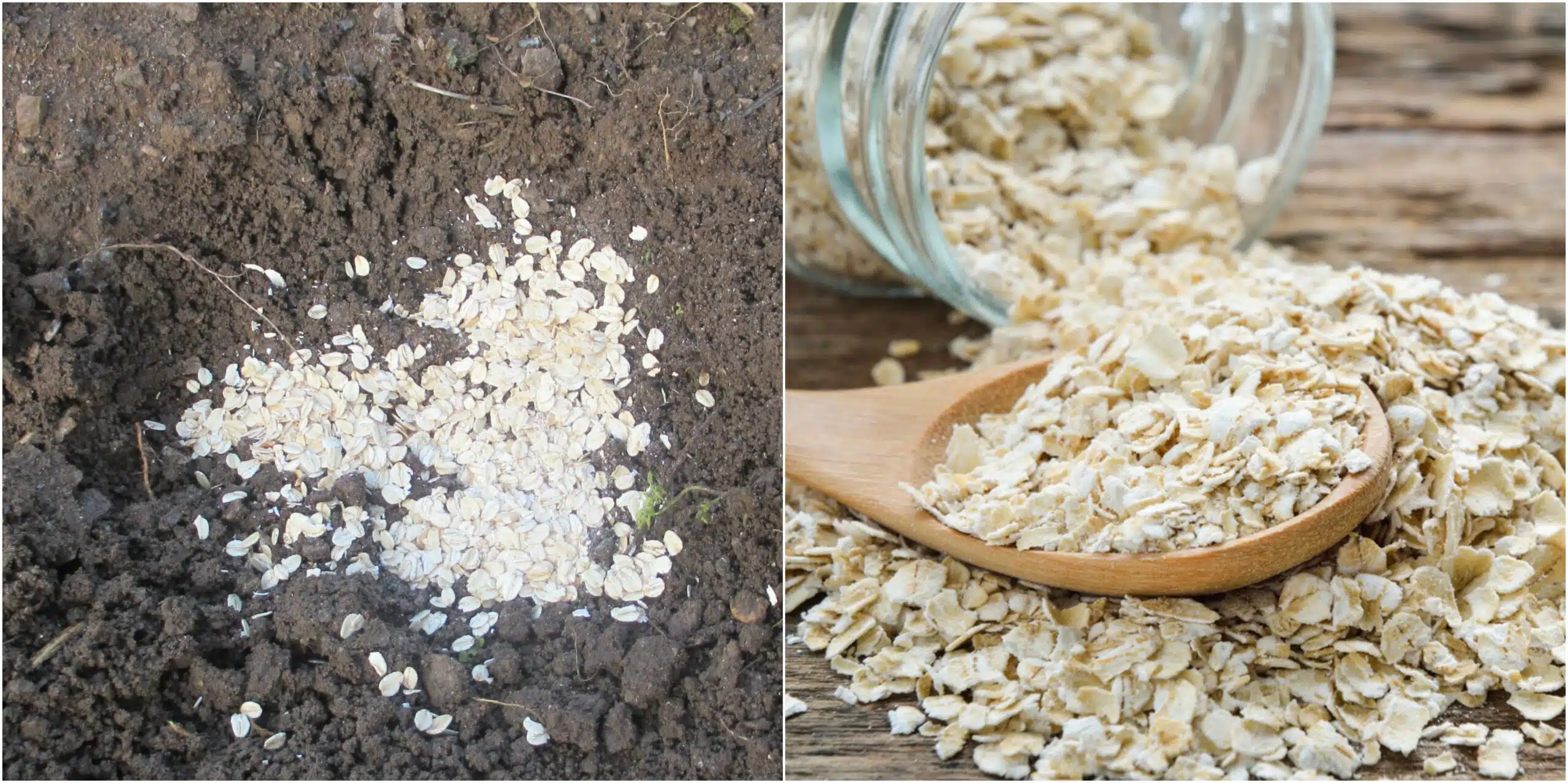 4 Amazing Uses For Oatmeal In The Garden