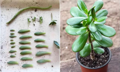 3 Easy Ways To Propagate Succulents From Leaf, Stem Or Branch Cuttings