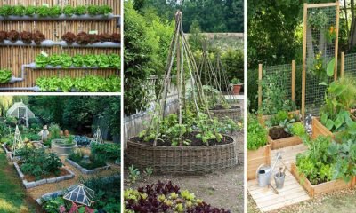 10 Excellent DIY Garden Ideas People Use to Grow Fruits and Vegetables