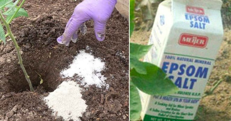 EPSOM SALT: 10 Brilliant Things it Can Do For Your Garden & Plants