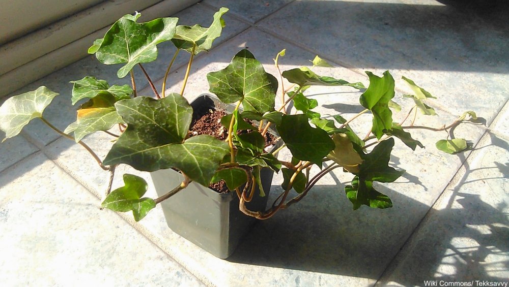 8 Plants You Can Start With Only Cuttings And A Glass Of Water