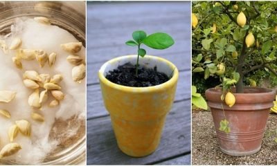 How To Grow A Lemon Tree From Seed No Matter Where You Live