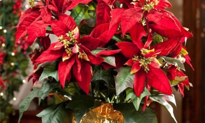 10 Wonderful And Popular Christmas Plants For More Beautiful Home