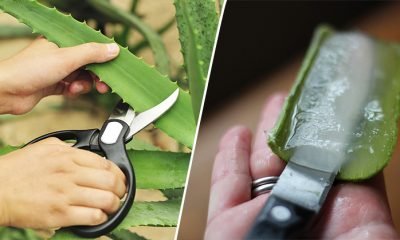 If You Grow These 10 Plants, You’ll Never Need to Spend Another Cent On Toxic Beauty Products