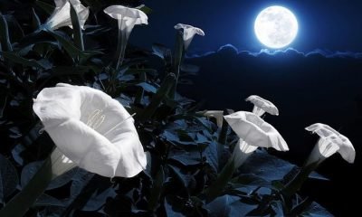 If You Are A Night Owl Then You Need To Build Your Very Own Magical Moon Garden