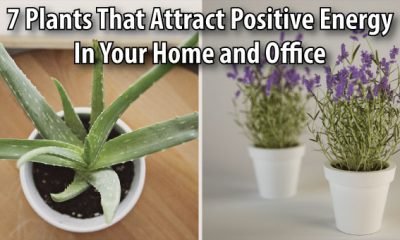 7 Plants That Attract Positive Energy In Your Home And Office
