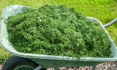 GRASS CLIPPINGS: 15 Ways To Use Them, That Goes Way Beyond Composting
