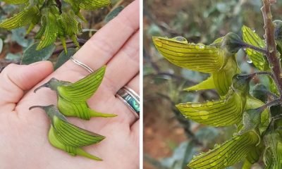This Flower’s Petals Look Like Hummingbirds