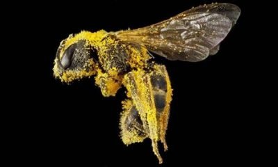 The Bee Is Declared The Most Important Living Being On The Planet